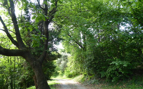 Casa Ballo delle Streghe, Garden, Montebelluna: Hoja, Árbol, Entorno Natural, Verde, Rama, Naturaleza, Vegetación, La Carretera, Bosque, Sendero
