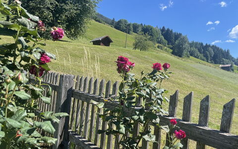 Panoramaperle: Flor, Pétalo, Primavera, Jardín, Planta Floreciendo, Cerca, Planta Herbácea, Familia De Las Rosáceas, Flor Silvestre, Inicio De Esgrima