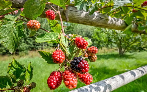 Jyrki - 100M from the Sea: Fruta, Produce, Comida, Los Alimentos Naturales