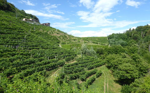Chalet Fagarè, Pool, Sauna, Prosecco Hills: Verde, Vegetación, Plantación, Paisaje, Agricultura, Área Rural, Planta De La Comunidad, El Terreno Del Lote, Campo, Hill Station