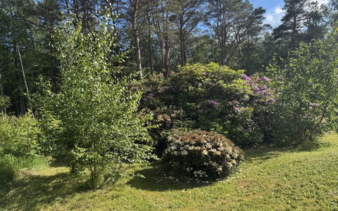 Alika - 300M from the Sea: Hoja, Vegetación, Arbusto, Planta De La Comunidad, Jardín, Cobertura Del Suelo, Primavera, Reserva Natural, Plantas Leñosas, Bosque