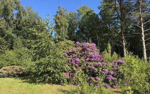 Alika - 300M from the Sea: Flor, Vegetación, Arbusto, Jardín, Planta De La Comunidad, Cobertura Del Suelo, Primavera, Púrpura, Plantas Leñosas, Reserva Natural