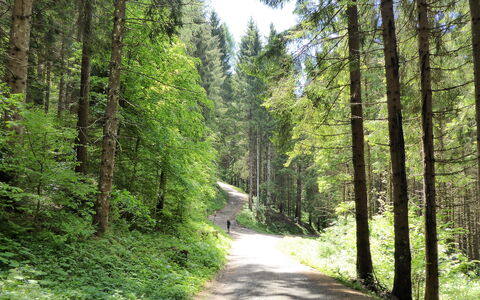 Casa Ines, Feltre: Hoja, Árbol, Verde, Entorno Natural, Madera, Vegetación, Bosque, La Carretera, Sendero