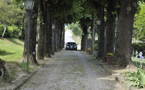 Villa Medicea Lo Sprocco: Árbol, Superficie De La Carretera, Rama, Hoja, La Carretera, Calle, Vía Pública, Asfalto, El Maletero, Pasarela