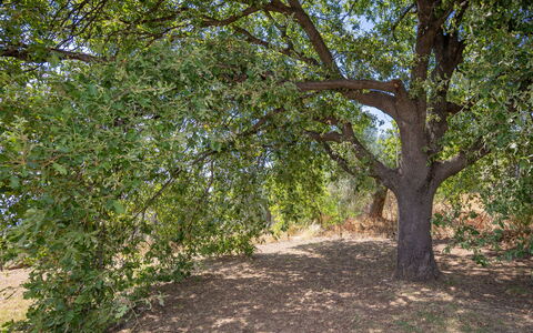 Campiglia Marittima 649: Hoja, Árbol, Rama, Vegetación, Planta De La Comunidad, El Maletero, Sombra, Reserva Natural, Plantas Leñosas, Suelo