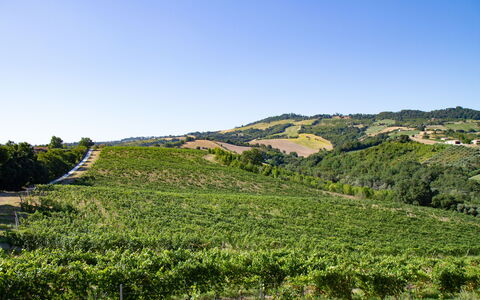 Zena Apartment: Verde, Colina, Paisaje Natural, Agricultura, Plantación, Campo, Tierras Altas, Paisaje, Área Rural