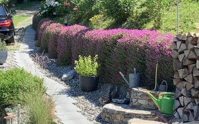 Rustico Motto della Capra