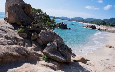 Pellicano