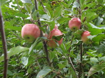 Appartement Meidoorn in Jabbeke