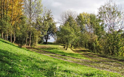 Green Valley Park Stárkov 15: Hoja, Verde, Árbol, Hierba, Rama, Entorno Natural, Naturaleza, Paisaje Natural, Vegetación, Pradera