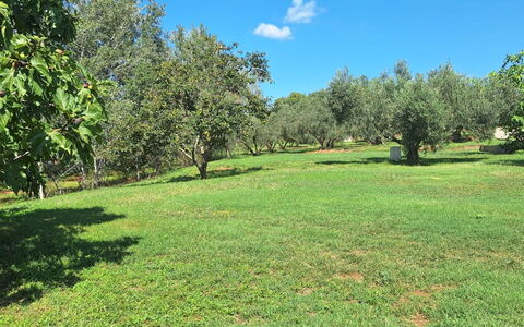 Argentona 642: Árbol, Hierba, Entorno Natural, Pradera, Llanura, Planta De La Comunidad, El Terreno Del Lote, Pasto, Cobertura Del Suelo