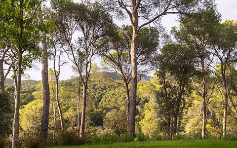 Villa Bamby: Hoja, Árbol, Entorno Natural, Rama, Naturaleza, Vegetación, Madera, Paisaje Natural, Bosque, Ecorregión