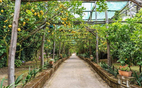 Villa Romantic Garden: Jardín, Jardín Botánico, Sombra, Pasarela, Plantación, Naranja