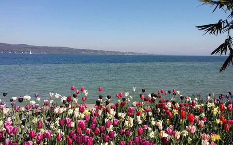 Villa Alina: Flor, Pétalo, Costeras Y Los Accidentes Geográficos Oceánico, Rosado, Mar, Primavera, Planta Floreciendo, Costa, Jardín, Oceano