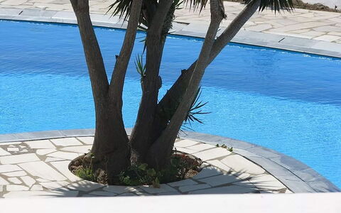 Villa Rose 1: Hoja, Piscina, Sombra, Plantas Leñosas, Jardín, Paisajismo, Yarda, Patio Interior, Zona Tropical