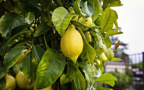 Apartment Vittoria: Fruta, Verde, Produce, Amarillo, Comida, Ingrediente