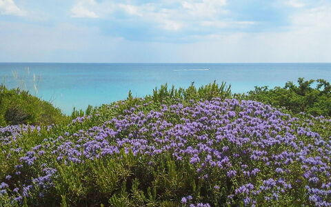 Villa la Rezza: Azul, Agua, Cuerpo De Agua, Flor, Horizonte, Mar, Costeras Y Los Accidentes Geográficos Oceánico, Costa, Oceano, Playa