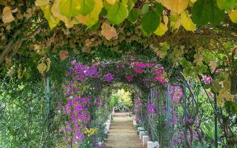 The Flower Garden: Flor, Verde, Arbusto, Jardín, Primavera, Pétalo, Planta Floreciendo, Jardín Botánico, Floristas, Pérgola