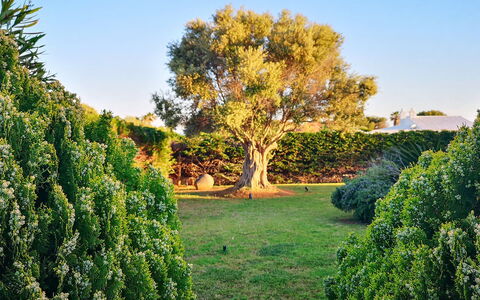 Villa Neper: Hoja, Verde, Naturaleza, Vegetación, Arbusto, Jardín, Planta De La Comunidad, Plantas Leñosas, El Maletero, Luz De Sol