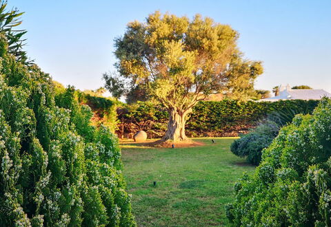 Villa Neper: Hoja, Verde, Naturaleza, Vegetación, Arbusto, Jardín, Planta De La Comunidad, Plantas Leñosas, El Maletero, Luz De Sol