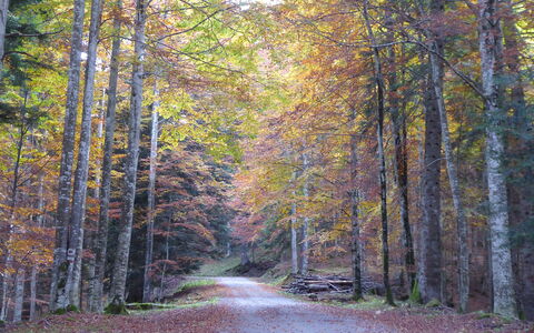 La Casetta dei Palù, Valdobbiadene: Hoja, Rama, Árbol, Naturaleza, Entorno Natural, Madera, La Carretera, Bosque, Paisaje Natural, Vegetación