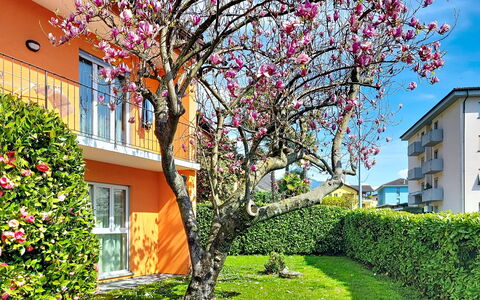 Sailor'S Home: Pétalo, Primavera, Jardín, Césped, Yarda