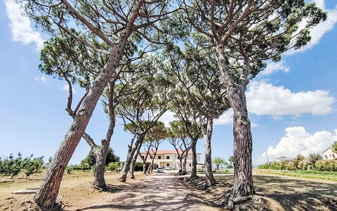 Bibbona 15: Rama, Hoja, Árbol, Vegetación, El Maletero, Plantas Leñosas, Sombra, Sendero, Paisajismo, Pasarela
