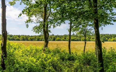 Friderica - 30Km from the Sea: Verde, Hoja, Entorno Natural, Árbol, Paisaje Natural, Vegetación, Pradera, Amarillo, Verano, Llanura