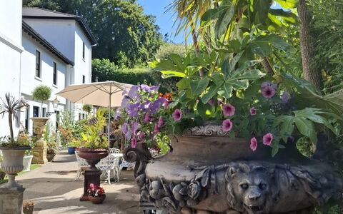 Warberries: Maceta, Jardín, Planta De Casa, Yarda, Paisajismo, Sombra, Patio, Hacienda