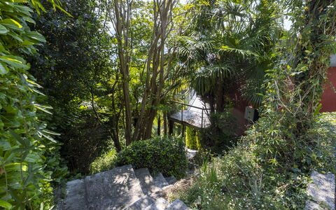 Max: Verde, Hoja, Vegetación, Arbusto, Planta De La Comunidad, Primavera, Plantas Leñosas, Jardín, Selva, Valdiviano Bosque Templado Lluvia