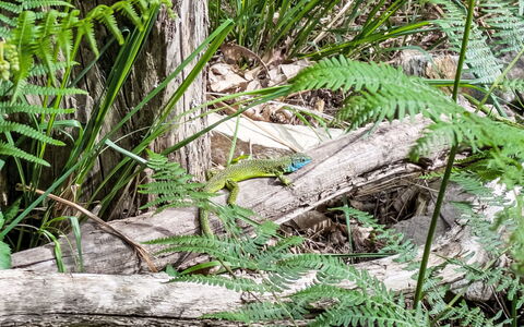 The Greenhouse: Verde, Fauna Silvestre