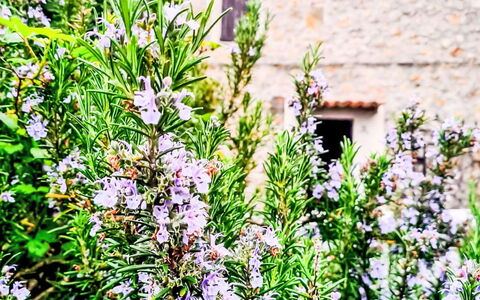 Shelter in the Heart of Tuscany: Flor, Verde, Rosado, Pétalo, Púrpura, Planta Floreciendo, Planta Herbácea, Flor Silvestre