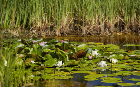 Villa Canela: Verde, Agua, Pantano, Estanque, Reflexión, Lago