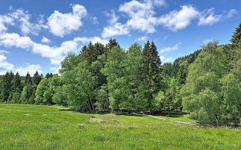Sonne: Árbol, Verde, Hierba, Entorno Natural, Hoja, Paisaje Natural, Vegetación, Pradera, Verano, Arbusto