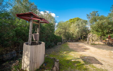 Es Racó de Campos: Árbol, Naturaleza, Madera, Hoja, Rama, Vegetación, Planta De La Comunidad, El Terreno Del Lote, El Maletero, Plantas Leñosas