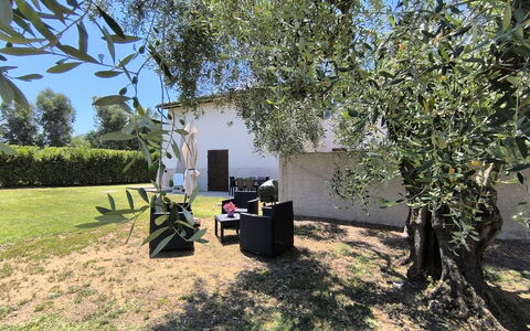 Scarlino 35: Sombra, Jardín, Césped, El Maletero, Plantas Leñosas, Patio Interior, Yarda, Paisajismo, Parque, Hacienda
