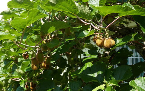 Cá Pórt Róss: Fruta, Produce, Comida, Plantas Leñosas, Los Alimentos Naturales