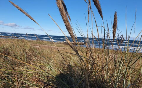 Gundula - 1.3Km from the Sea: Pradera, Planta Herbácea, Estepa, Shrubland