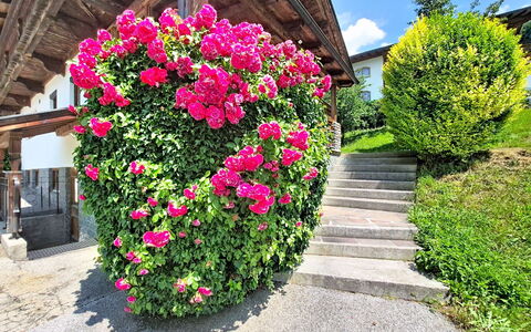 Ferienhaus Dinkl: Flor, Pétalo, Arbusto, Jardín, Rosado, Planta Floreciendo, Primavera, Familia De Las Rosáceas