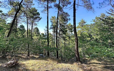 La Bergerie de Portes: Árbol, Hoja, Entorno Natural, Madera, Rama, Vegetación, Bosque, Desierto, Planta De La Comunidad