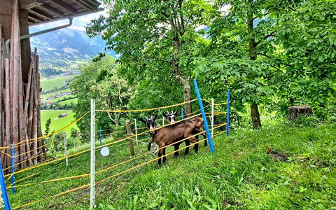 Brandnerhof: Paisaje, Cerca, Área Rural, Pasto, Hill Station, Cordillera, Campo, Prado, Rancho