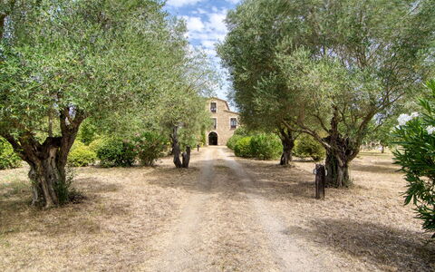 Mas Nualart: Árbol, Arbusto, Inmuebles, Paisajismo, Entrada De Coches, Sendero, Plantación, Hacienda