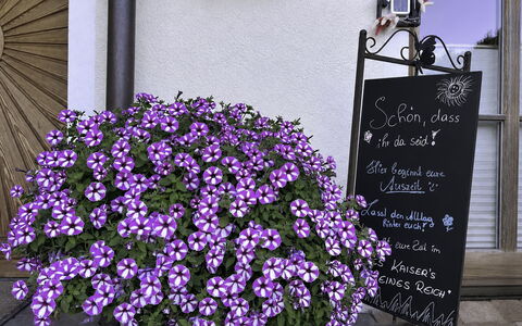 Des Kaisers Kleines Reich: Flor, Maceta, Rosado, Cobertura Del Suelo, Planta Floreciendo, Jardín, Planta De Casa, Floristas, Planta Herbácea