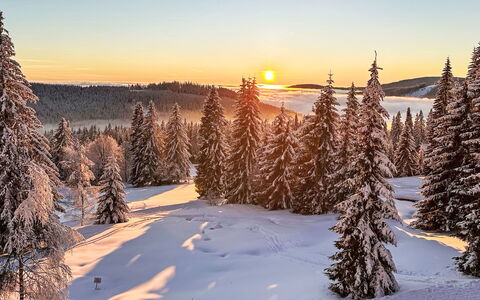 Rebelka: Cielo, Invierno, Nieve, Árbol, Rama, Naturaleza, Paisaje Natural, Amanecer, Desierto, Puesta De Sol