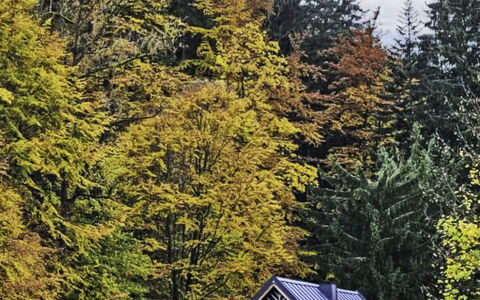 Sára: Hoja, Verde, Árbol, Hierba, Naturaleza, Entorno Natural, Rama, Amarillo, Casa, Paisaje