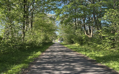 Branderup J 601: Hoja, Verde, Rama, Hierba, Árbol, Naturaleza, Superficie De La Carretera, La Carretera, Paisaje Natural, Vegetación