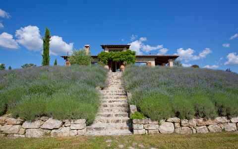 Casale delle Lavande 10: Arbusto, Planta De La Comunidad, El Terreno Del Lote, Jardín, Prado, Plantación, Shrubland, Paisajismo, Lavanda