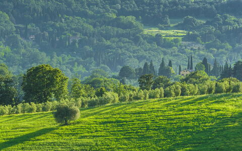 Podere Gragnano 12: Verde, Accidentes Geográficos Montañosas, Árbol, Hierba, Entorno Natural, Naturaleza, Paisaje Natural, Colina, Vegetación, Pradera