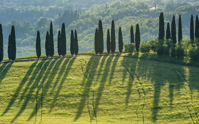 Podere Gragnano 12