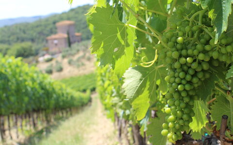 Marangole 12: Agricultura, Viñedo, Plantación, Comida, Fruta